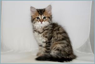 Female Siberian Kitten from Deedlebug Siberians